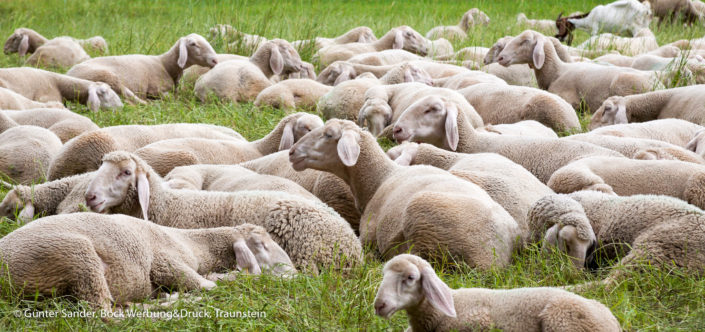 ruhende Schafe